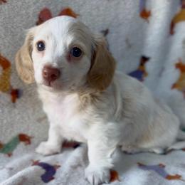 Noodle - Cream female Dachshund puppy in Brandon, Florida from Knights Dachshunds