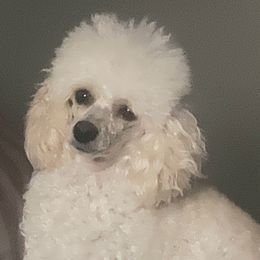 Lola - Poodle
