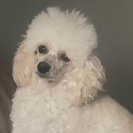 Lola - Poodle