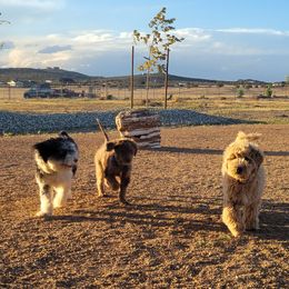 Aussiedoodles, Bordoodles, and Double Doodles from Ramirez Family Doodles