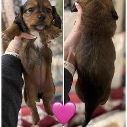 Girl 3 - Red female Dachshund puppy in Bellevue, Texas from Bar -JL DOXIES
