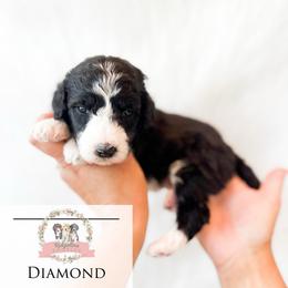 Diamond - Black and white female Aussiedoodle puppy in Corydon, Indiana from Ridgeline Doodles