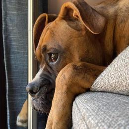 French Bulldogs from Clearview boxers