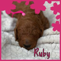 Ruby - Red  female Poodle puppy in Dayton, Texas from Wolfe Island Poodles