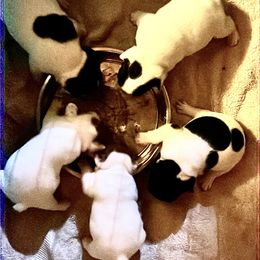 French Bulldog Puppies from Color Me Pied Frenchies