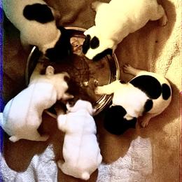 French Bulldog Puppies from Color Me Pied Frenchies