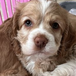 Cocker Spaniel Puppies from Sunshine Cocker Spaniels