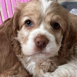 Cocker Spaniel Puppies from Sunshine Cocker Spaniels