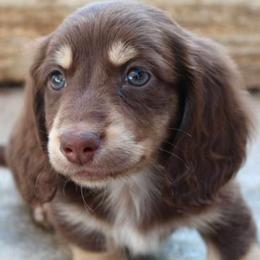Charlie - Dachshund