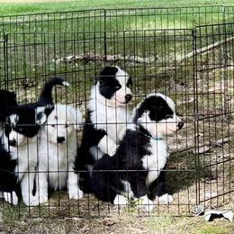 Yakutian Laika puppies from Caldersong Kennels