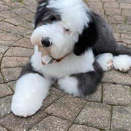 Old English Sheepdog Puppies from Orleans Old English Sheepdogs