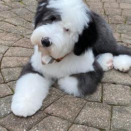 Old English Sheepdog Puppies from Orleans Old English Sheepdogs