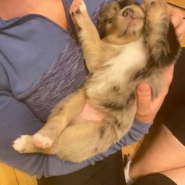 Australian Shepherd Puppies from 303 Aussies