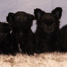 Chihuahuas from Elsbeth's Chihuahuas