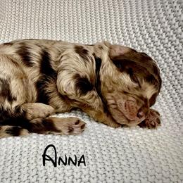Anna - Red merle female Aussiedoodle puppy in Upper Lake, California from Redwood Aussiedoodles
