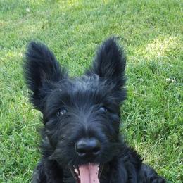 Blk Female  (AKC) - Black female Scottish Terrier puppy in Smiths Grove, Kentucky from Moore's We Little Farm AKC Scotties