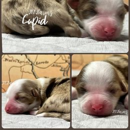 (7) Cupid, RMF - Red merle female Miniature American Shepherd puppy in Huntington, Texas from JKKJ Farms