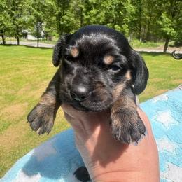 Lil Jon - Black and tan male Dachshund puppy in Richwood, West Virginia from Wild and Wonderful Wieners