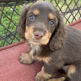 Longhair girl - Chocolate and tan female Dachshund puppy in Buckeye, Arizona from Ryder's Roundup