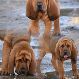 American Bully and Bloodhound Puppies from Blue Collar Kennelz Bloodhounds and American Bullies