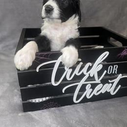 Sheepadoodle Puppies from Chicago Sheepadoodles