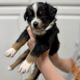 Oreo - Black tri-color male Australian Shepherd puppy in Odessa, Texas from Yucca Blossom Pups