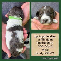 English Springer Spaniel and Springerdoodle Puppies from Springerdoodles In MI