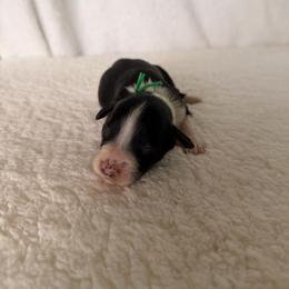 Storm - Black and white female Bernedoodle puppy in Luana, Iowa from Country View Bernedoodles and Goldendoodles