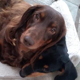 Gideon  - Dachshund