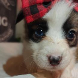 Simba - Sable female Pembroke Welsh Corgi puppy in Saint John, Washington from Fuzzbutt Farm's Corgis