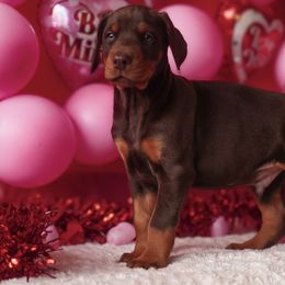 Doberman Pinscher and Labrador Retriever Puppies from GFDutton Retrievers & Dalla Grazia Dobermans