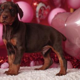 Doberman Pinscher and Labrador Retriever Puppies from GFDutton Retrievers & Dalla Grazia Dobermans