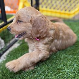Girl 2 - Apricot female Goldendoodle puppy in Las Vegas, Nevada from Puppies of the West