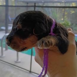 Mr. Purple Rain - Black and tan male Airedale Terrier puppy in Trinity, Florida from Black Opal