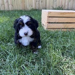 Jim (Gray) - Tri-color male Bernedoodle puppy in Casper, Wyoming from 307 Doodles