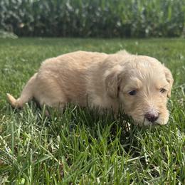Buck - Fawn and white male Sheepadoodle puppy in Lancaster, Pennsylvania from Bitler Family Puppies