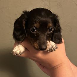 Kingston - Black and cream male Dachshund puppy in Phoenix, Arizona from The Long Dog Lounge