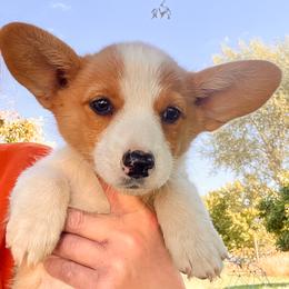 Pembroke Welsh Corgi Puppies from Shells’ Corgis