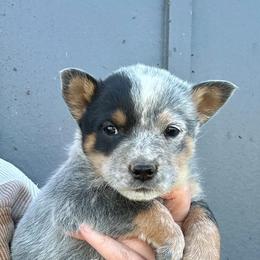 Australian Cattle Dog Puppies from McCalls Cattle Dogs