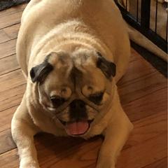 Annie - Pug