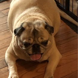 Annie - Pug