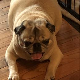 Annie - Pug