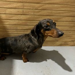 Ranger - Dachshund