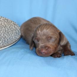 Boy 3 - Fawn (isabella) and tan male Dachshund puppy in Staley, North Carolina from Langley Farms Dachshunds
