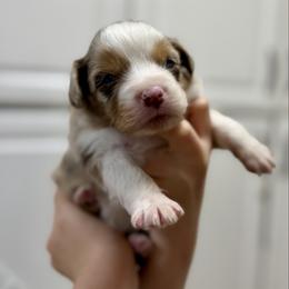 Rocko - Red merle male Australian Shepherd puppy in Odessa, Texas from Yucca Blossom Pups