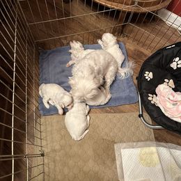 Maltese and Yorkshire Terrier Puppies from Lynn’s Precious Pups
