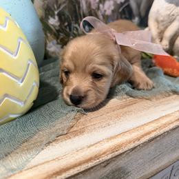 Girl 2 - female Dachshund puppy in Ville Platte, Louisiana from Cajun Pawfection
