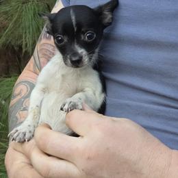 Boy 3 - male Chihuahua puppy in East Camden, Arkansas from RoyAl