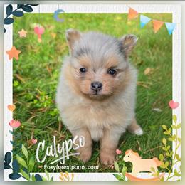 Calypso - Blue merle female Pomeranian puppy in Eatonville, Washington from Foxy Forest Poms