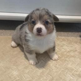 Tramp - Blue merle and white male American Corgi puppy in Decatur, Texas from Bar S Corgis